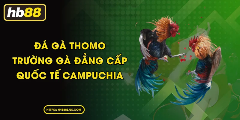 Đá Gà Thomo Điểm Hẹn Đỉnh Cao Của Giới Kê Thủ