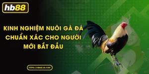 Bí Quyết Chăm Sóc Và Huấn Luyện Gà Chọi Nhờ Kinh Nghiệm Nuôi Gà Đá Cho Người Mới Bắt Đầu