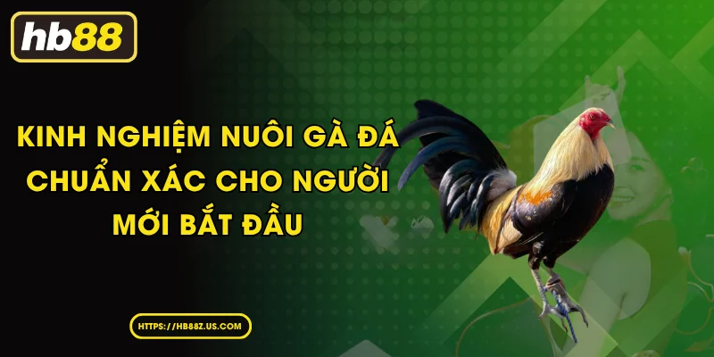 Bí Quyết Chăm Sóc Và Huấn Luyện Gà Chọi Nhờ Kinh Nghiệm Nuôi Gà Đá Cho Người Mới Bắt Đầu