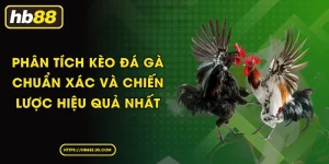 Phân tích kèo đá gà chuẩn xác và chiến lược hiệu quả nhất