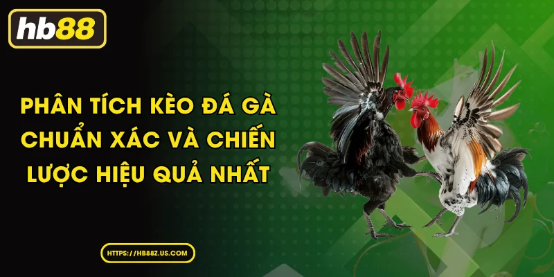 Phân tích kèo đá gà chuẩn xác và chiến lược hiệu quả nhất