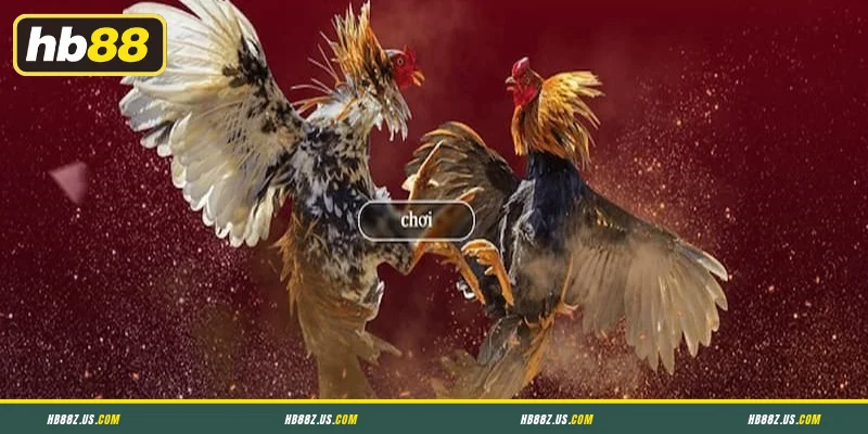 Thời Gian Live Và Khung Giờ Thi Đấu