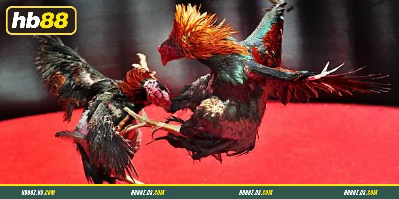 Tổng quan về phân tích kèo đá gà